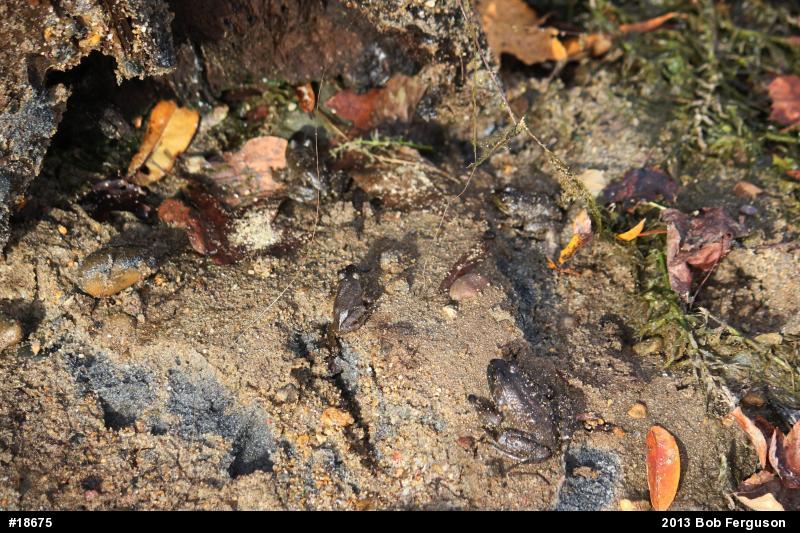 American Bullfrog