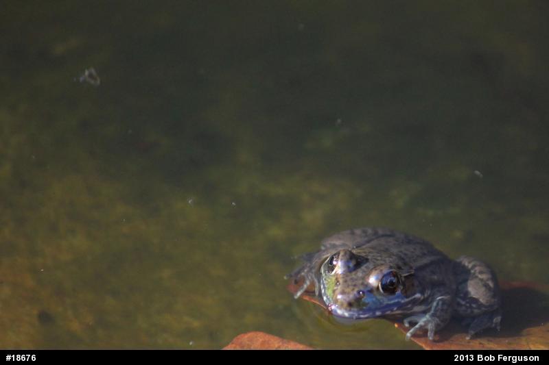 Green Frog