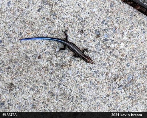 Common Five-lined Skink