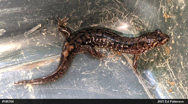 Seal Salamander