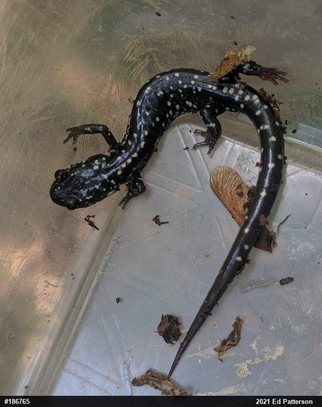 Northern Slimy Salamander