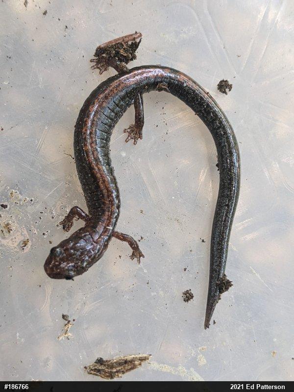 Eastern Red-backed  Salamander