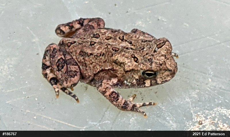 Eastern American Toad