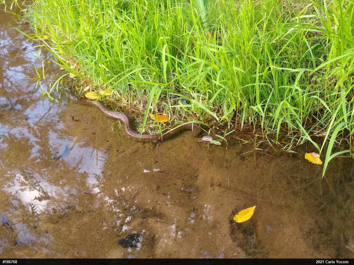 Northern Watersnake