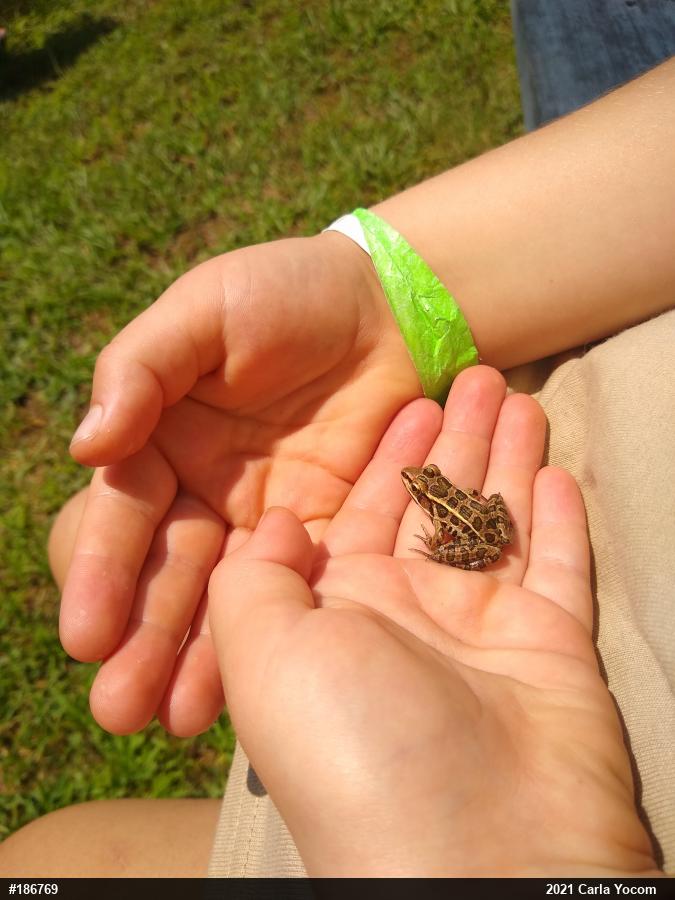 Pickerel Frog