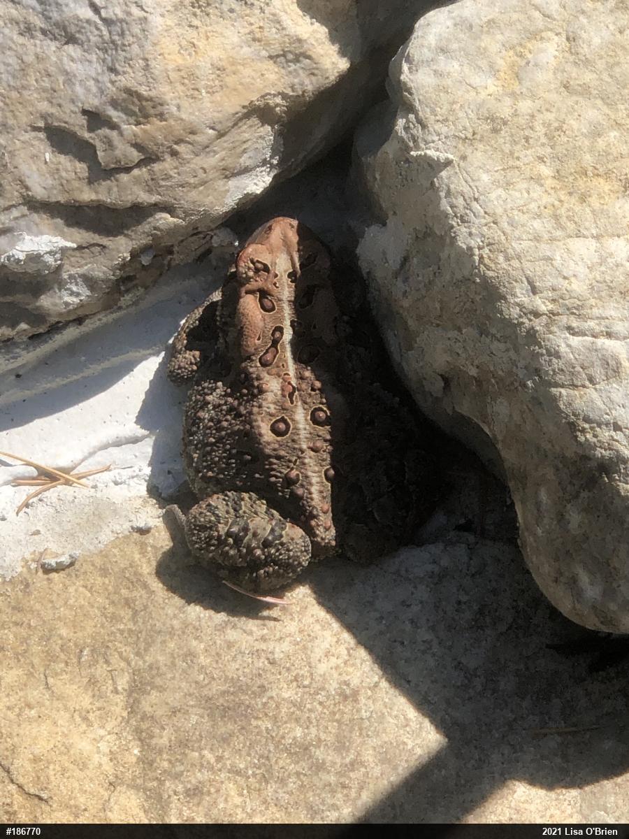 Eastern American Toad