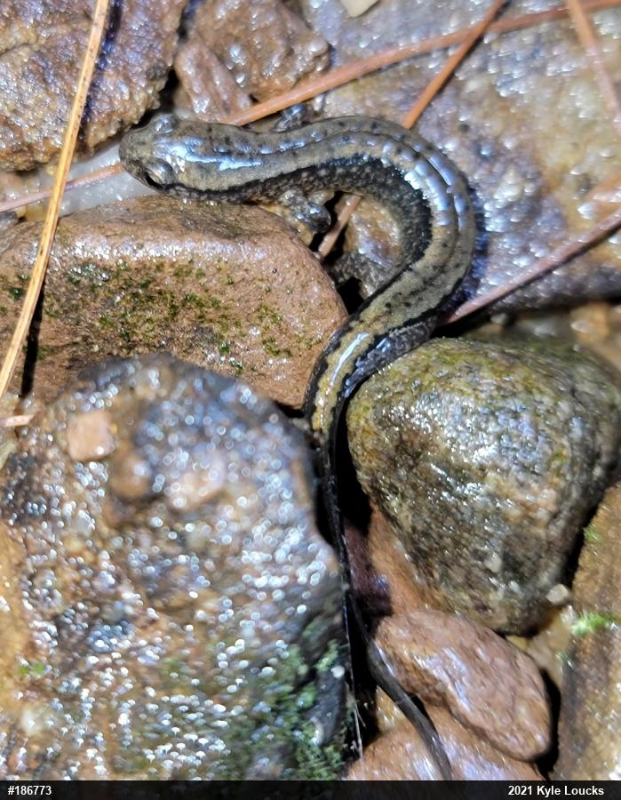 Northern Two-lined Salamander