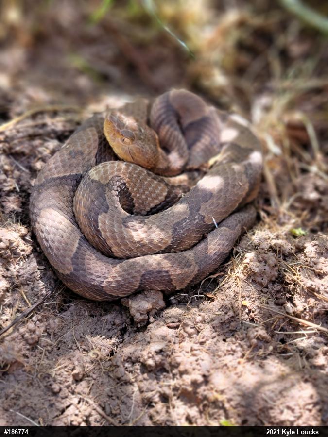 Northern Copperhead
