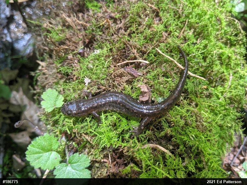 Northern Dusky Salamander