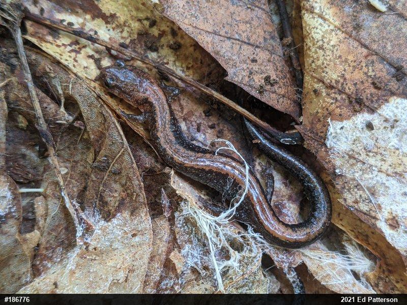 Eastern Red-backed  Salamander
