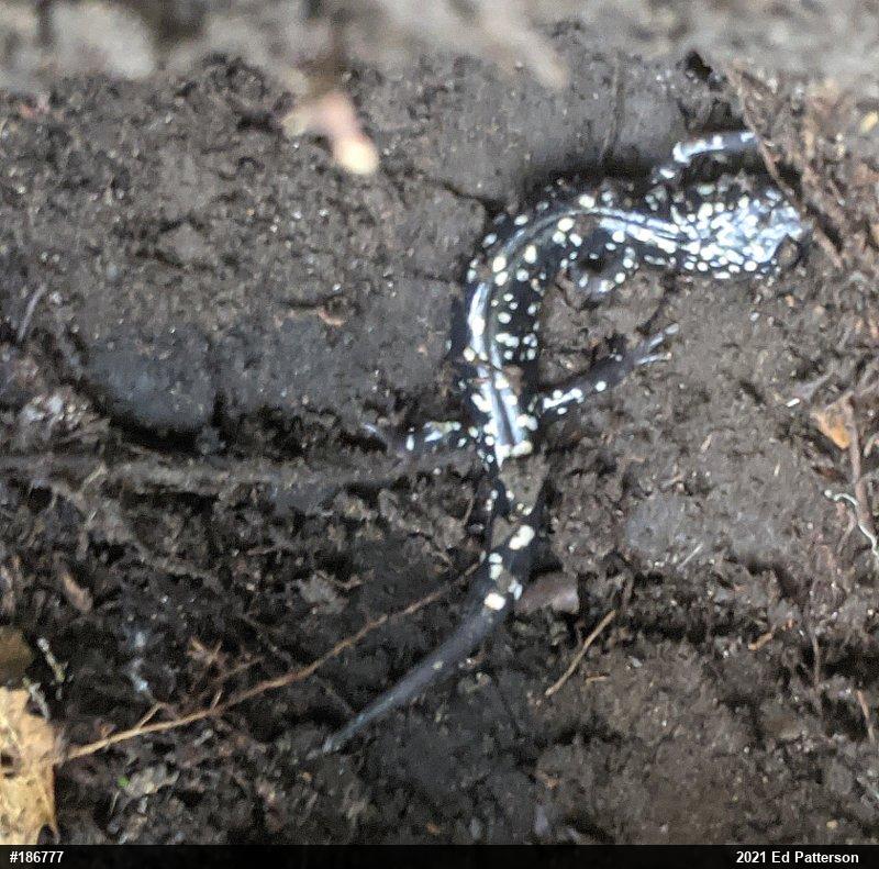Northern Slimy Salamander