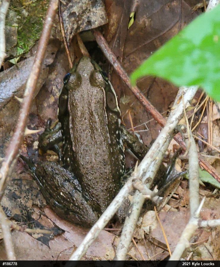 Green Frog