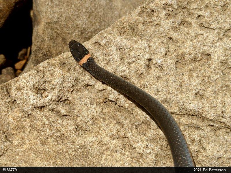 Northern Ring-necked Snake