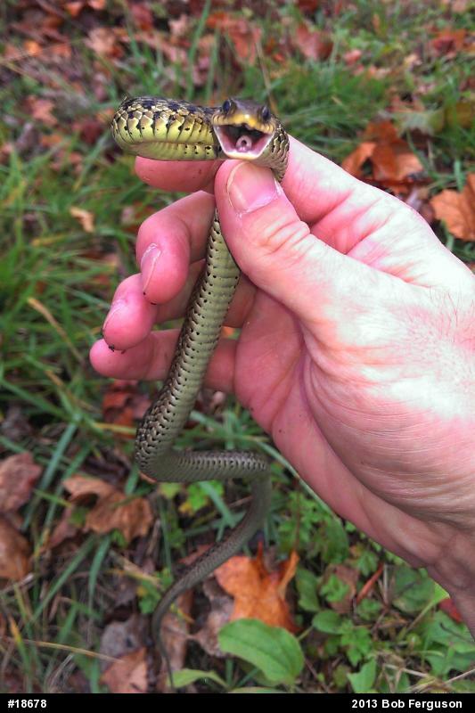 Eastern Gartersnake