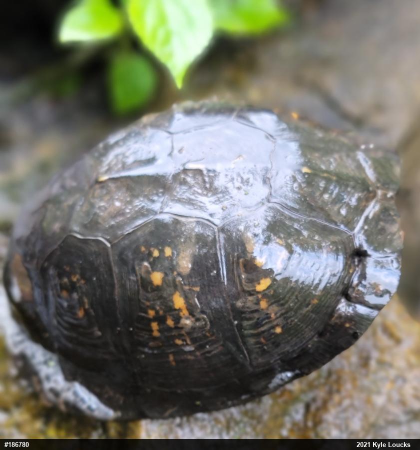 Eastern Box Turtle