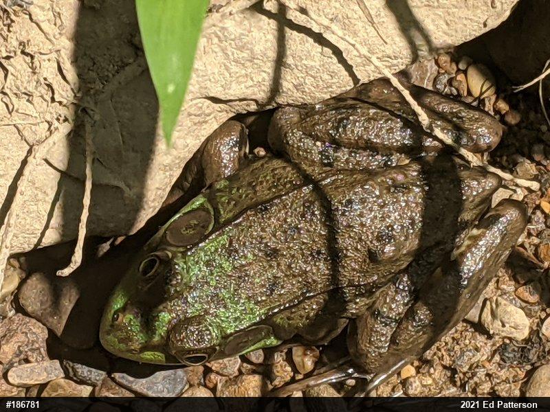 Green Frog