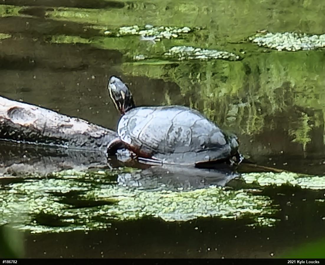 Painted Turtle
