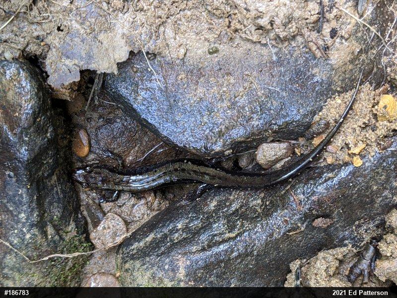 Allegheny Mountain Dusky Salamander