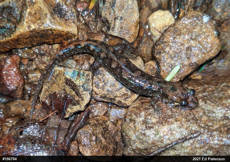 Seal Salamander