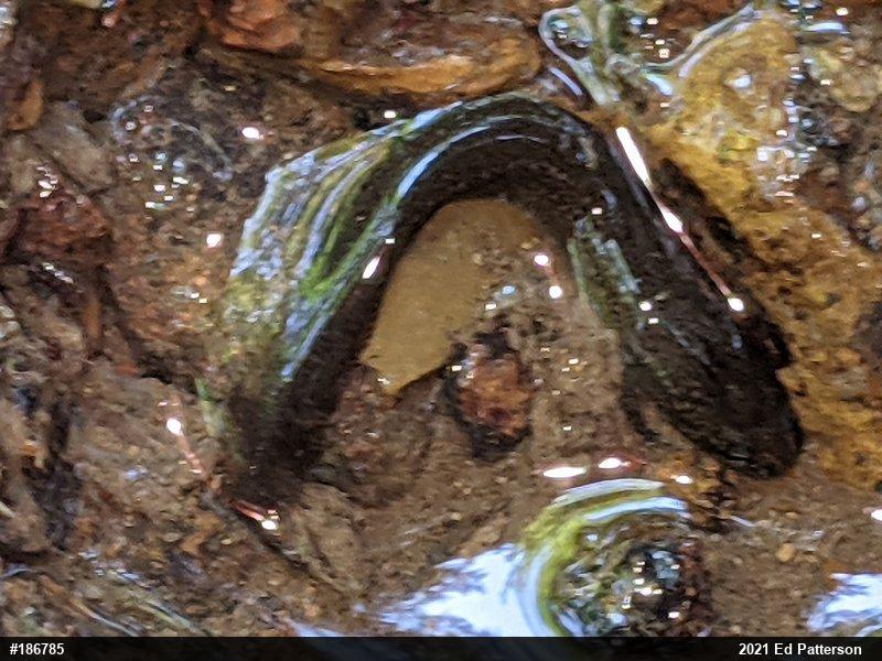 Northern Red Salamander