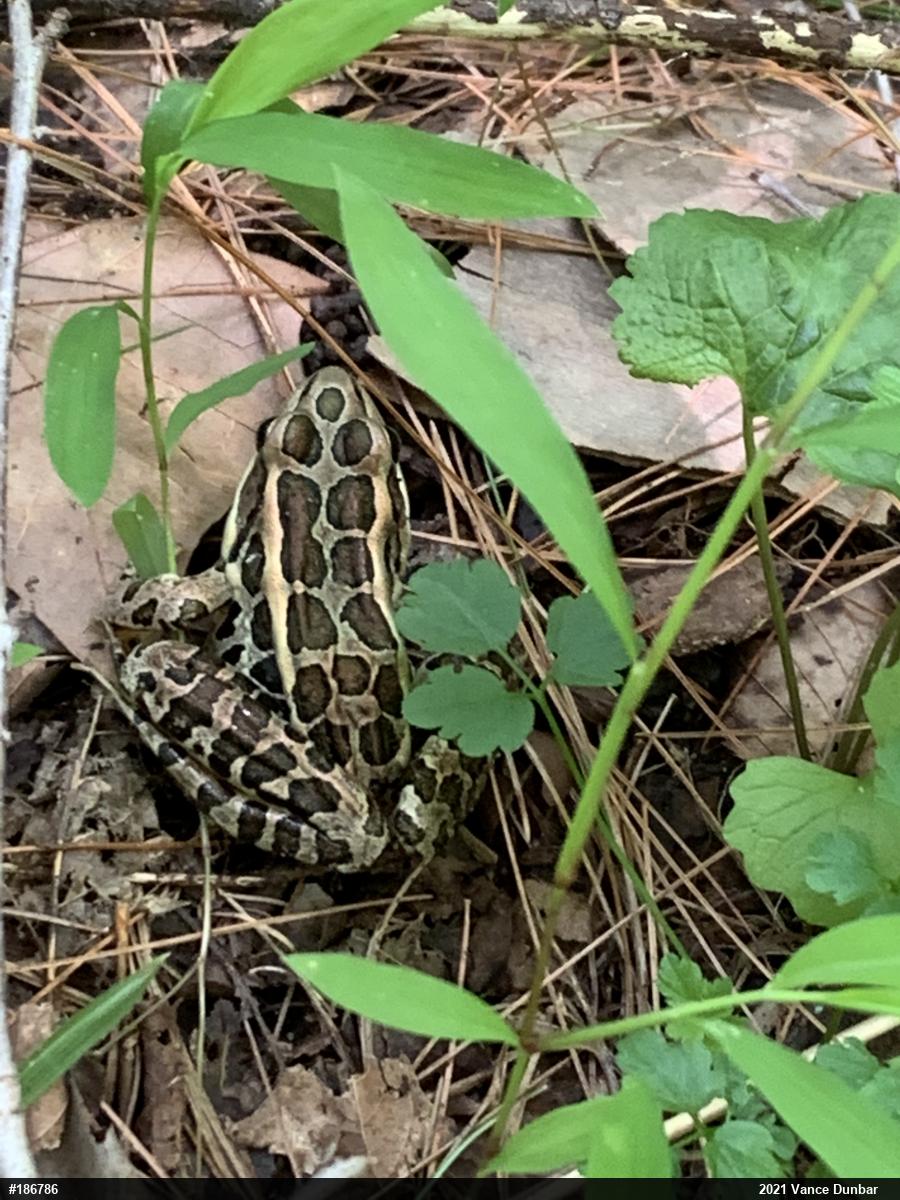 Pickerel Frog