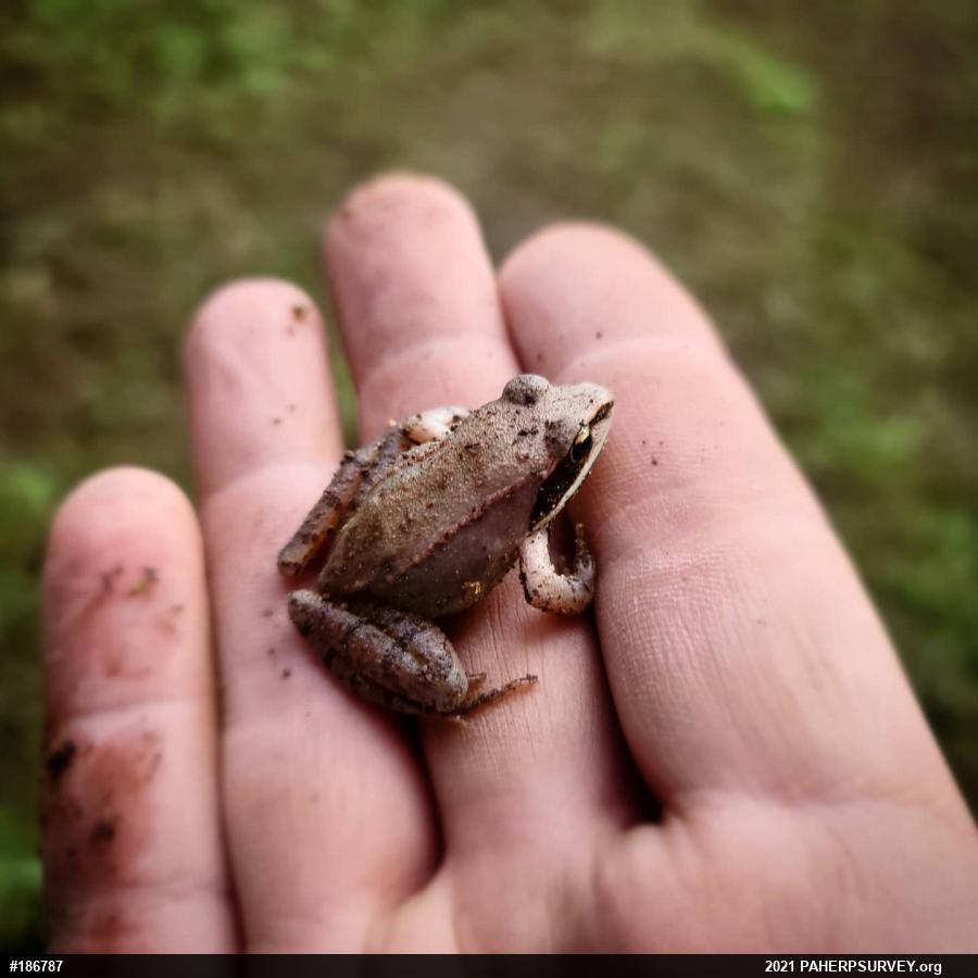 Wood Frog