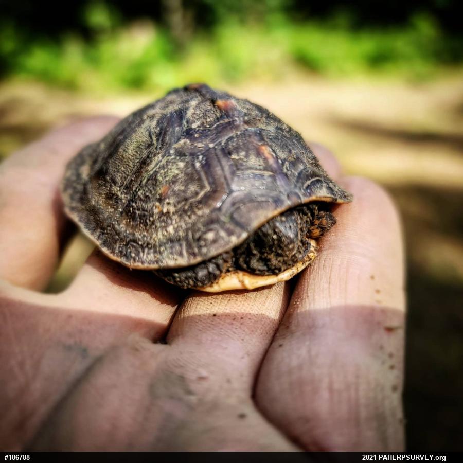 Eastern Box Turtle