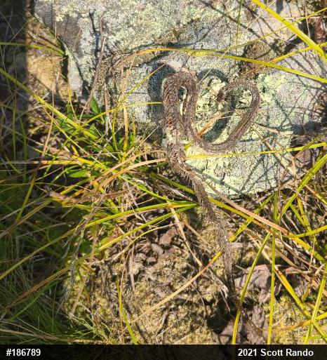 Northern Ring-necked Snake