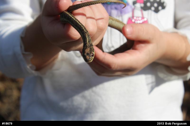 Eastern Gartersnake