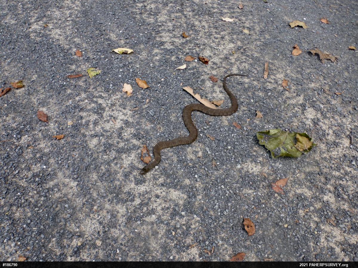 Northern Watersnake