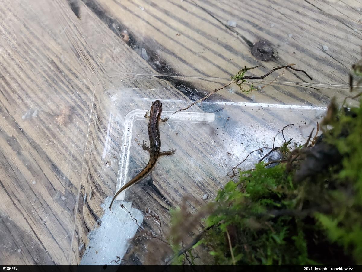 Northern Dusky Salamander