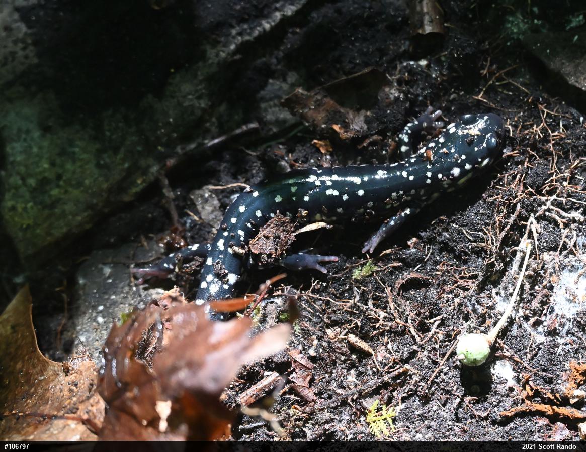 Northern Slimy Salamander