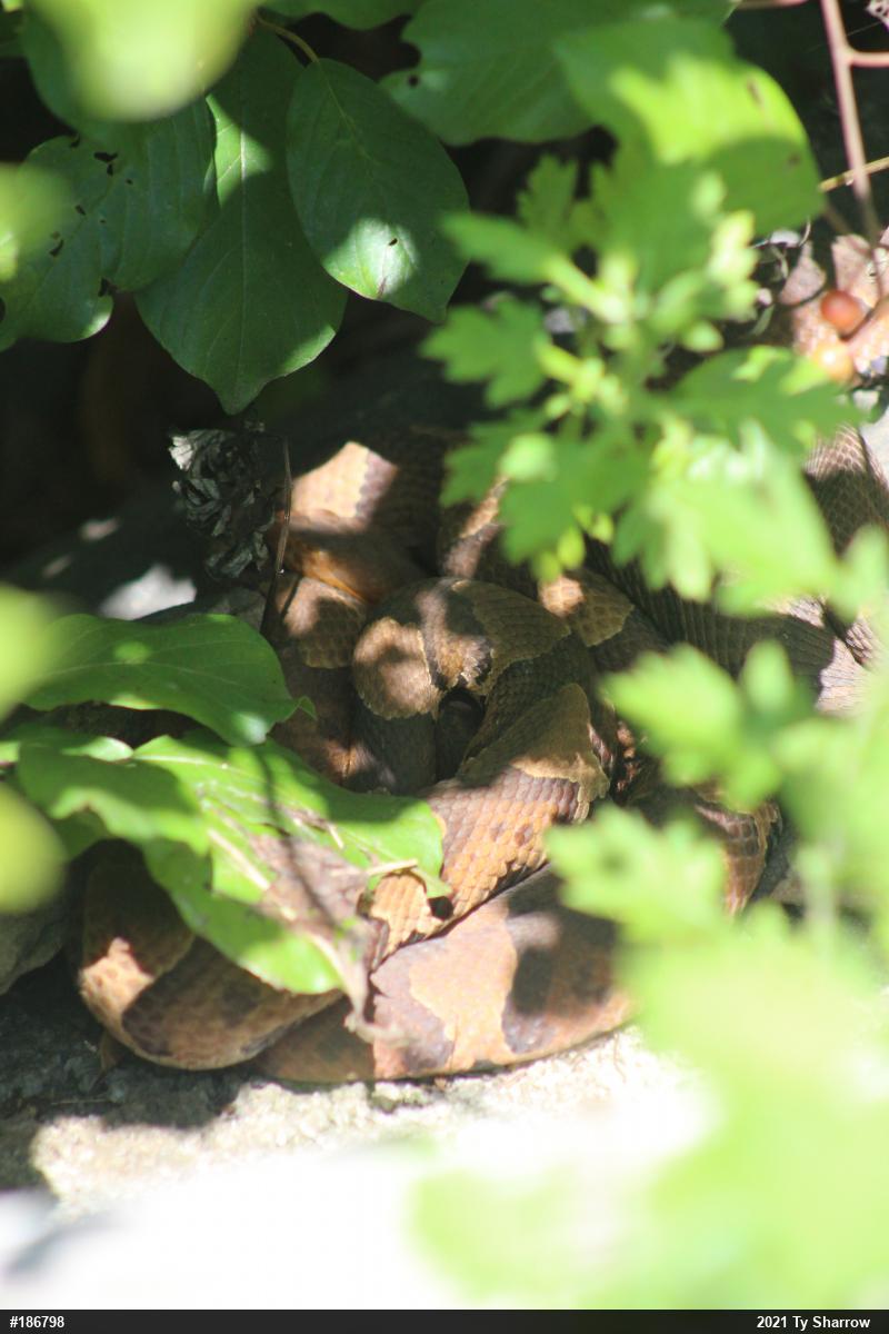 Northern Copperhead