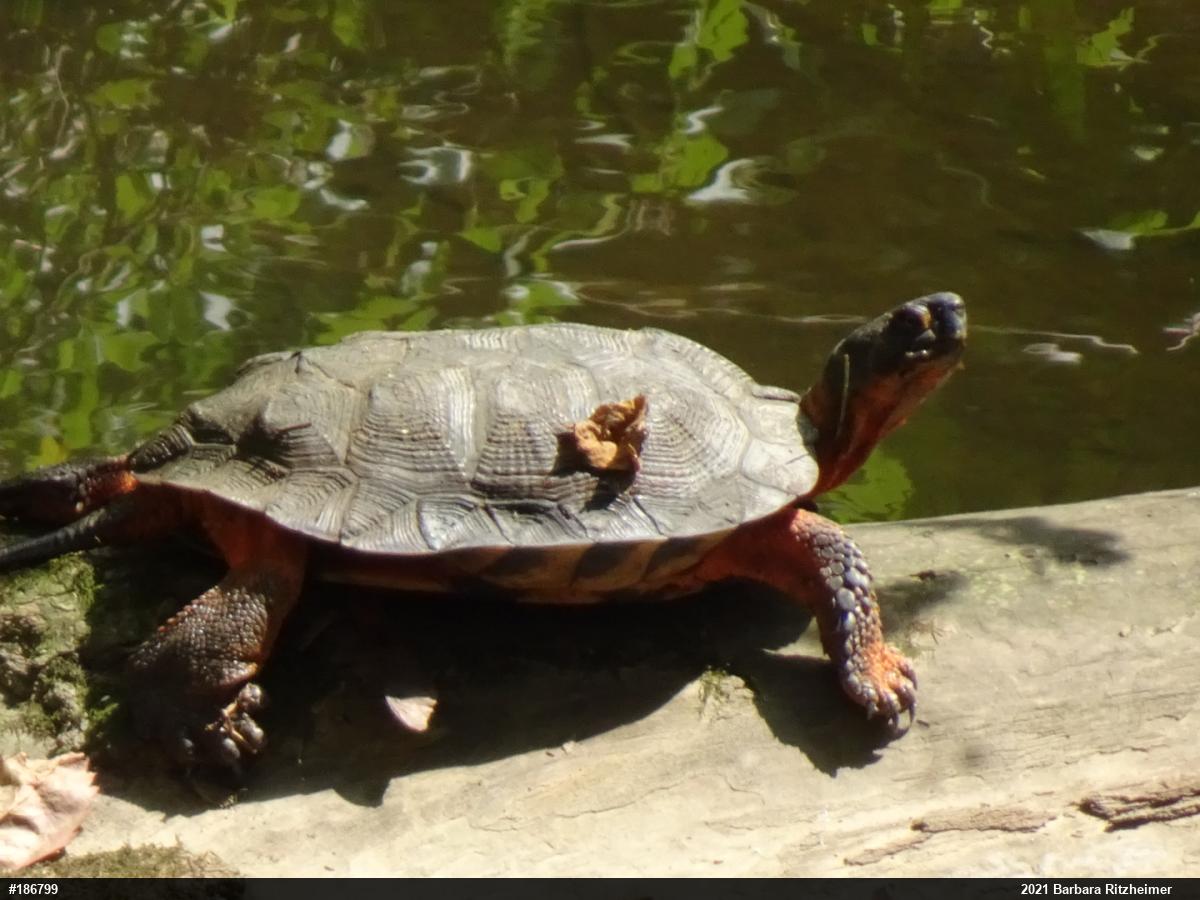Wood Turtle