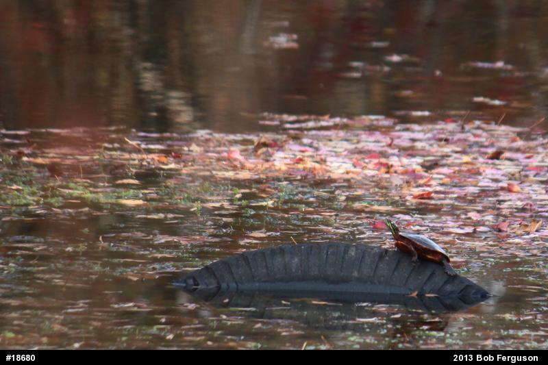 Eastern Painted Turtle
