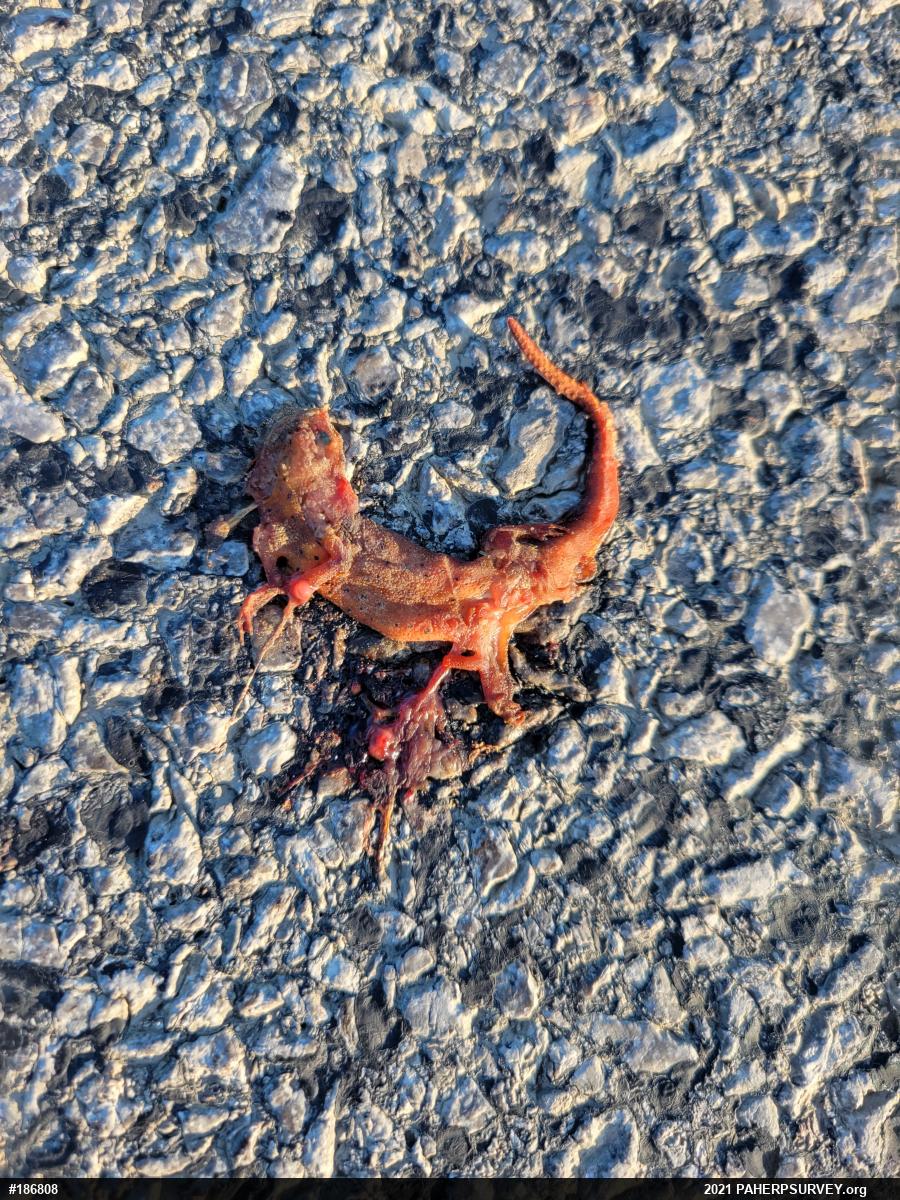 Red-spotted Newt
