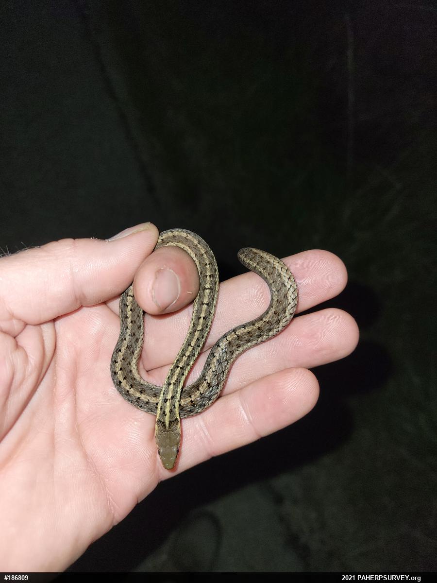 Eastern Gartersnake