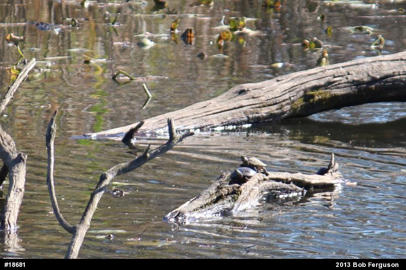 Eastern Painted Turtle