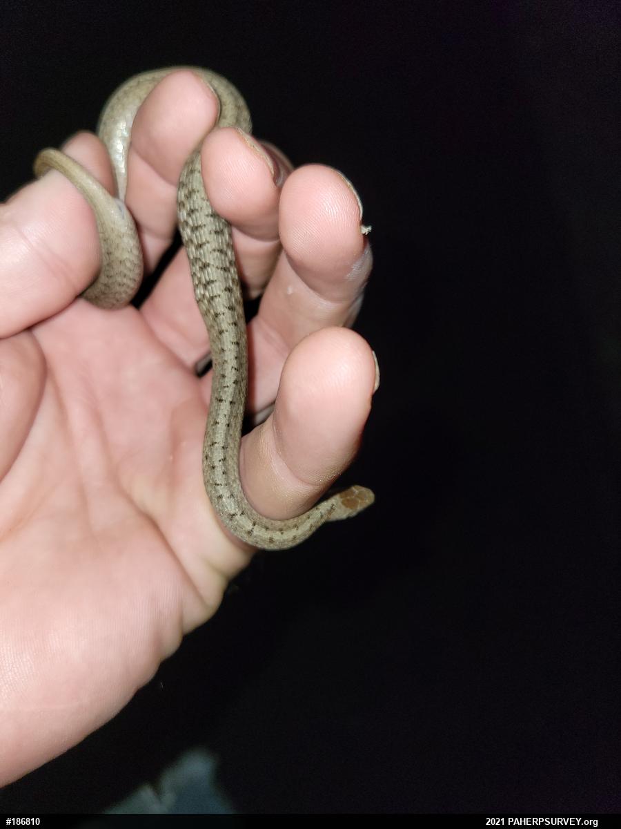 Dekay's Brownsnake