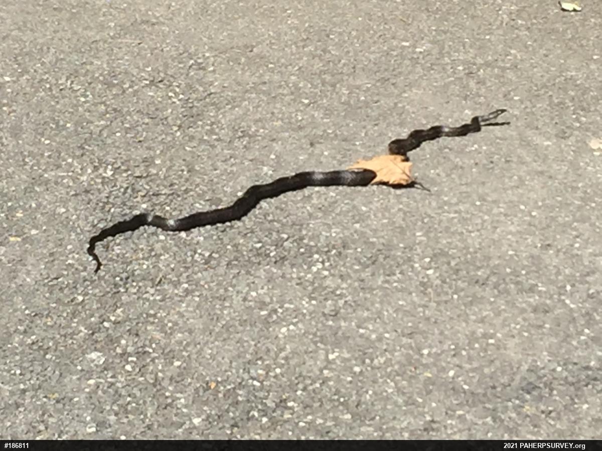 Eastern Ratsnake