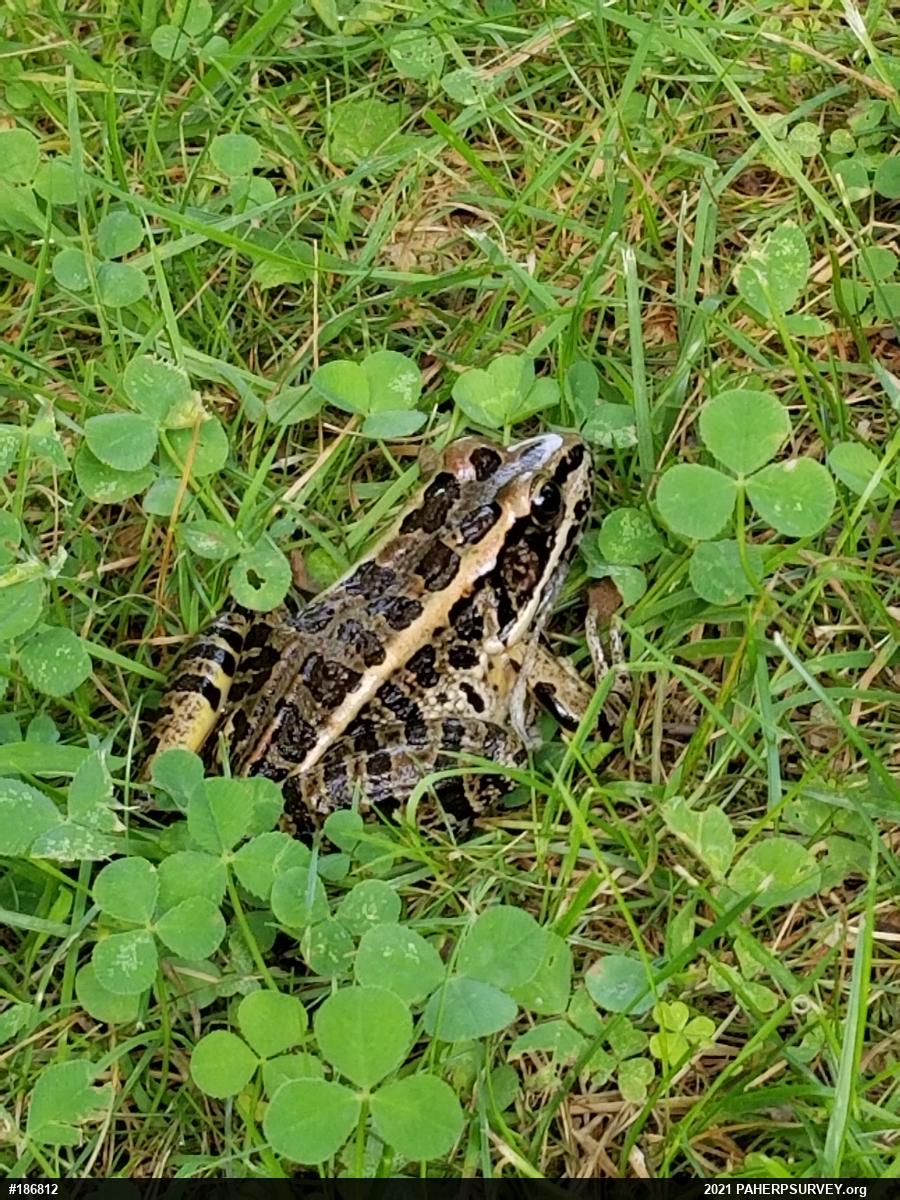 Pickerel Frog