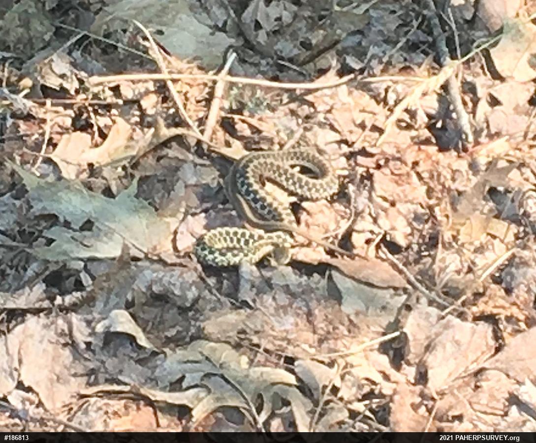 Eastern Gartersnake