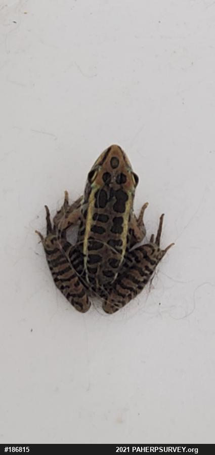 Pickerel Frog
