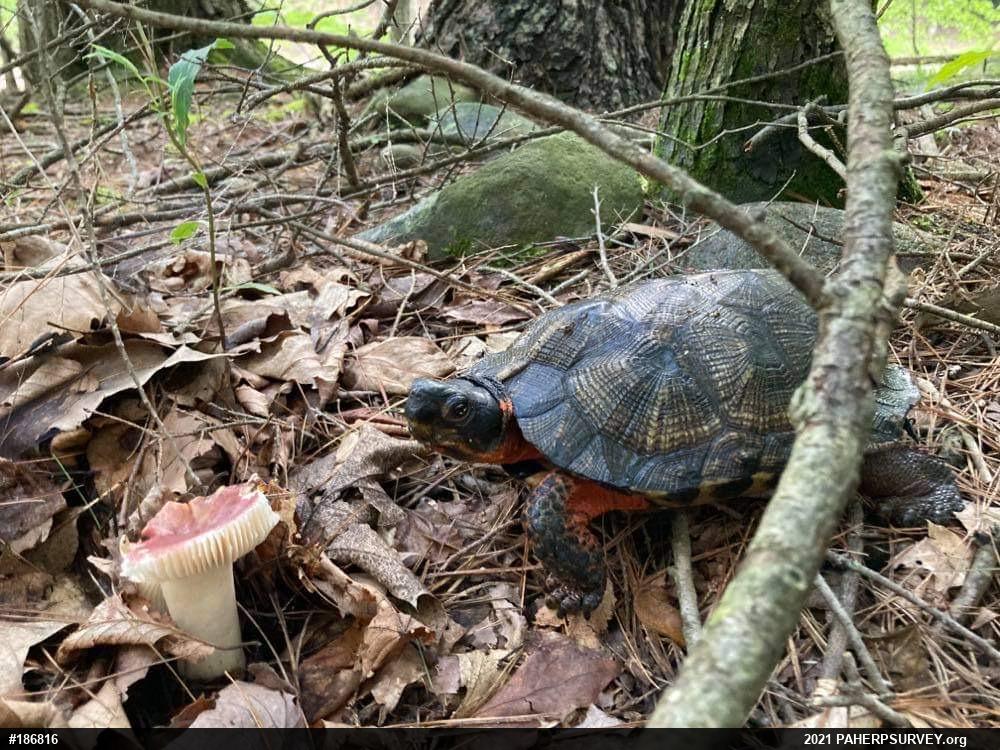 Wood Turtle