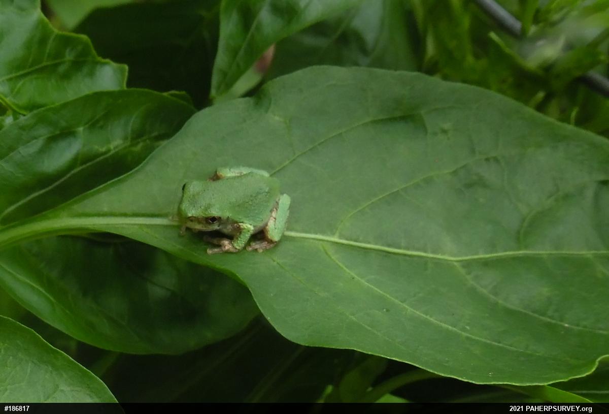 Unknown Gray Treefrog