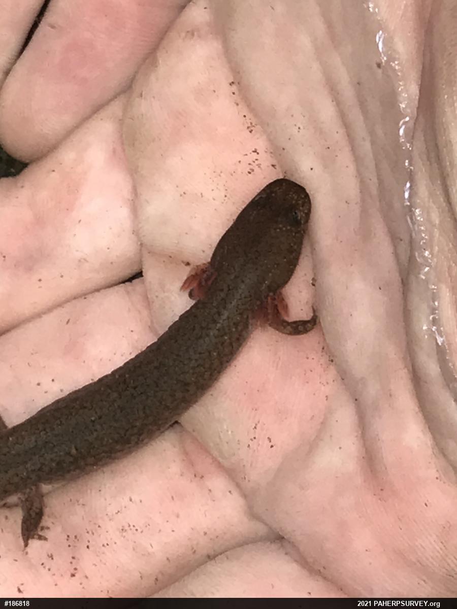 Northern Spring Salamander