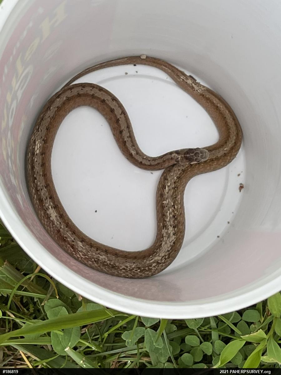 Dekay's Brownsnake