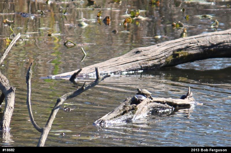 Red-eared Slider
