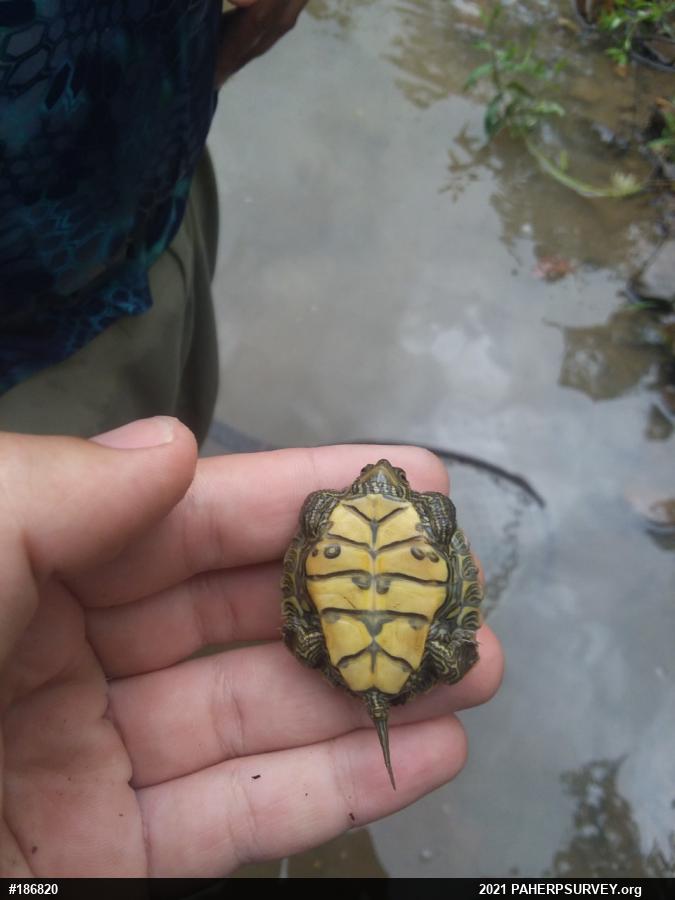 Northern Map Turtle