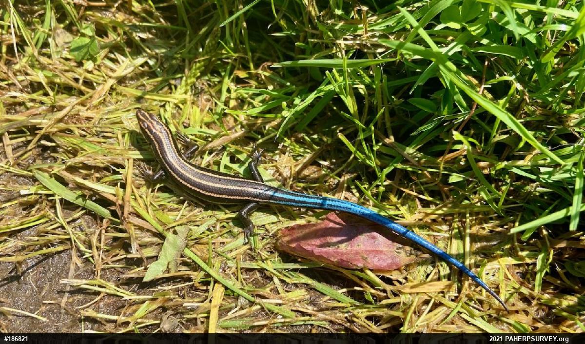 Common Five-lined Skink